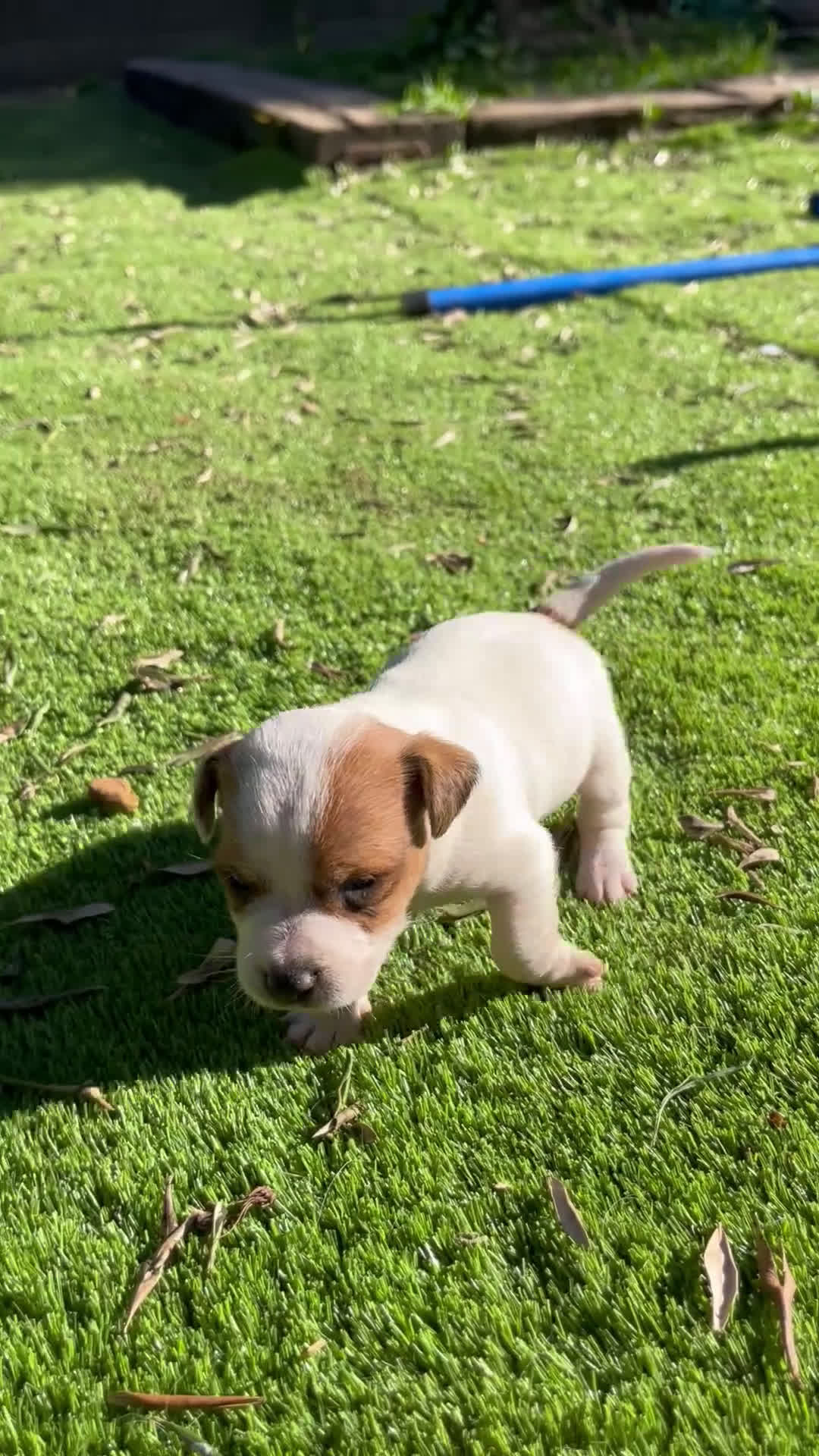 Jack Russell Terrier perros en venta: Baby Jack Russell- Tarragona - Video 1