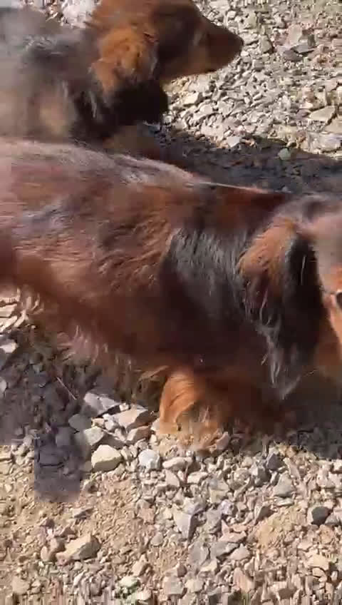 Teckel Miniatura perros en venta: Teckel miniatura pelo largo  - Video 2