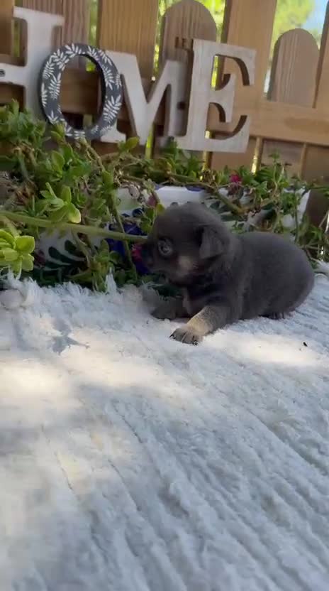 Chihuahua perros en venta: Chihuahua Toy MAchos Blues Cabeza Manzana  - Video 1