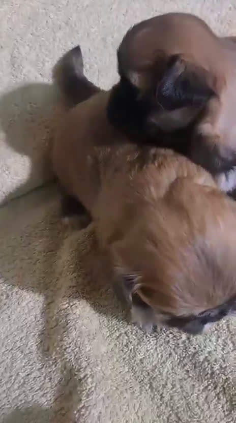 Shih Tzu perros en venta: Shih Tzu cachorros  - Video 1