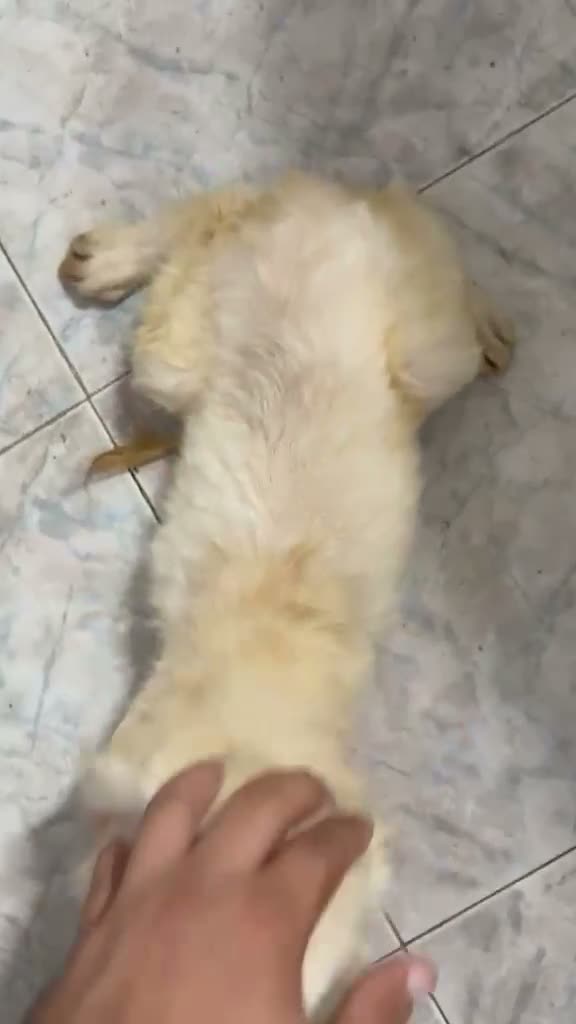 Golden Retriever perros en venta: GOLDEN RETRIEVERT GRAN CALIDAD - Video 1