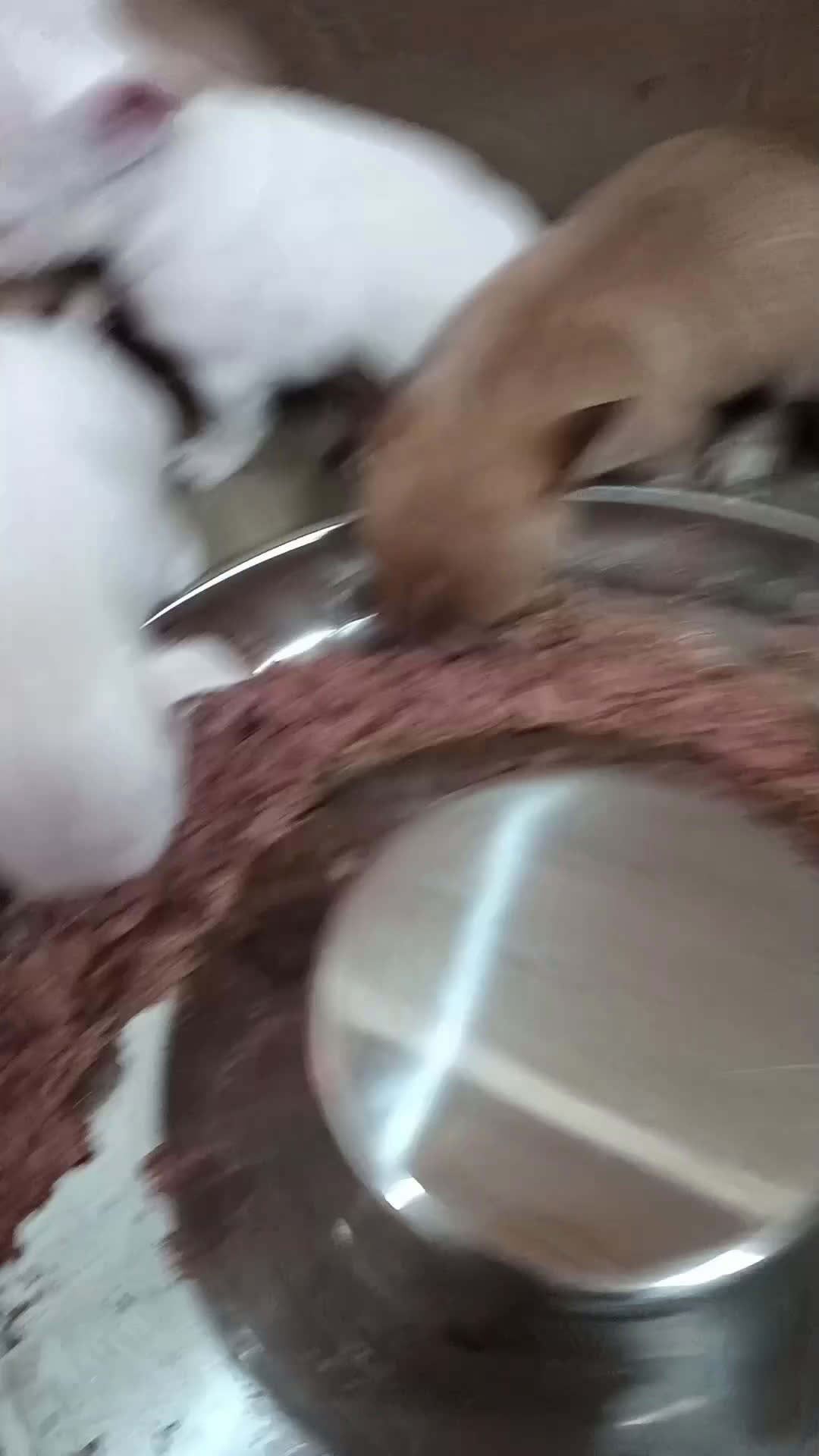 Chihuahua perros en venta: Chihuahua toy cabeza de manzana  - Video 3