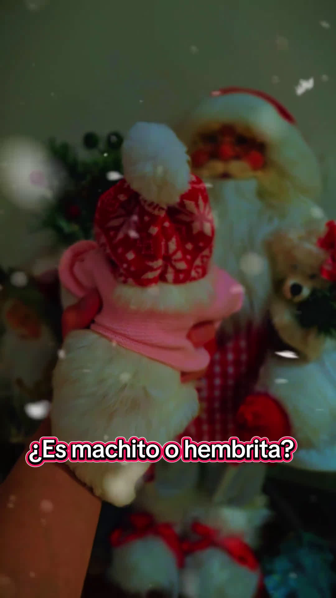 Bichón Maltés perros en venta: Machito Coreano puro Tokio  - Video 2