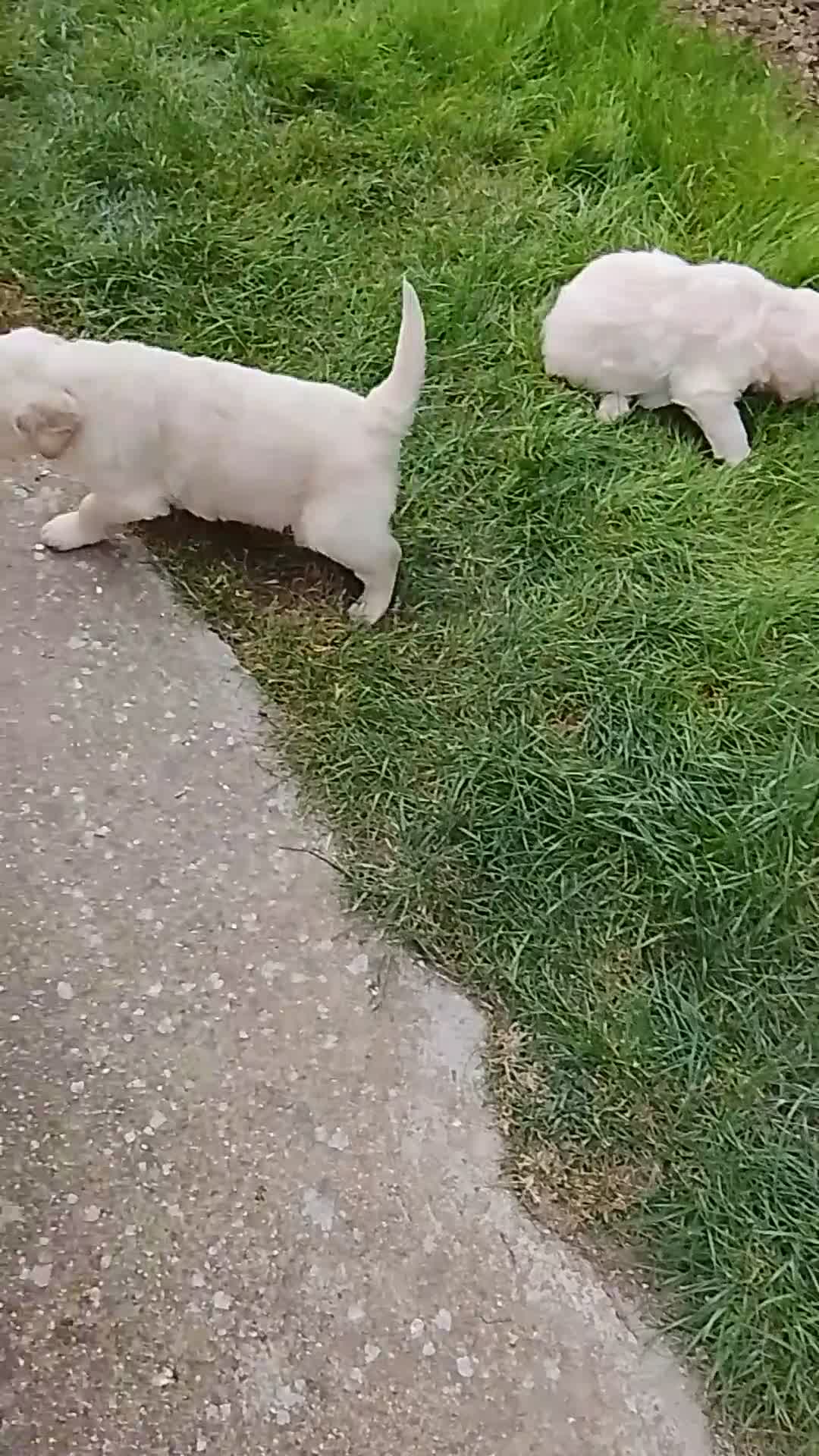 Golden Retriever perros en venta: Preciosos cacharros de golden retriever  - Video 3