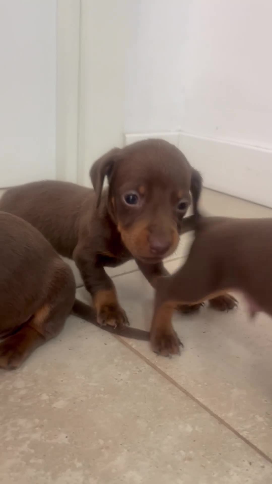 Teckel Miniatura perros en venta: Excelentes Teckel Kaninchen Chocolate. 601144783 - Video 1