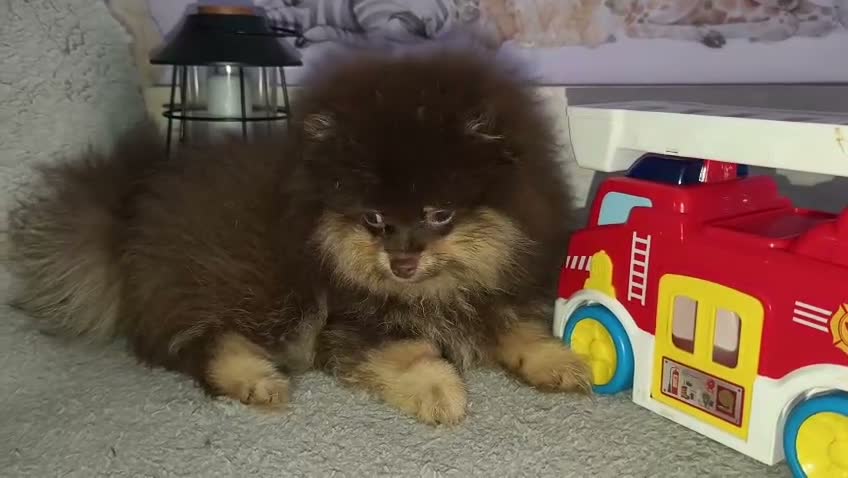 Pomerania perros en venta: Pomerania macho  - Video 1