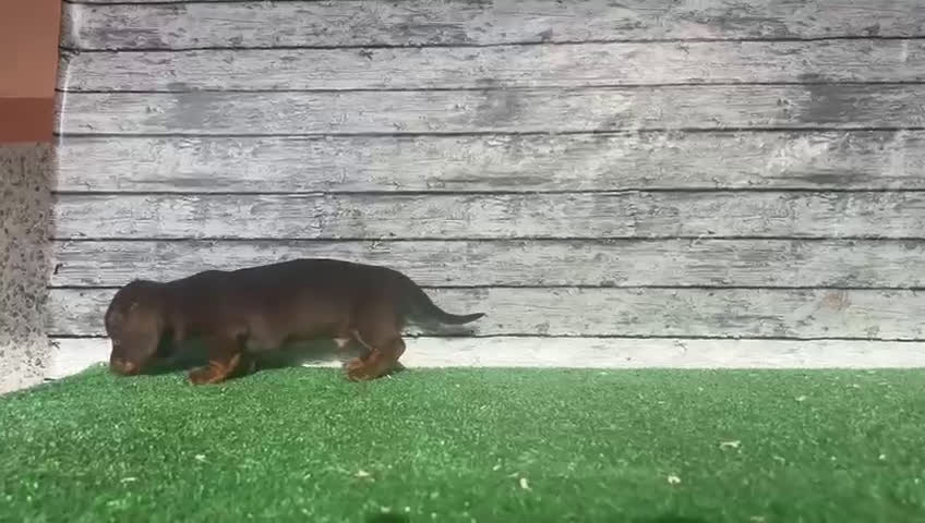 Teckel perros en venta: Camada de teckel macho y hembra nacionales - Video 3