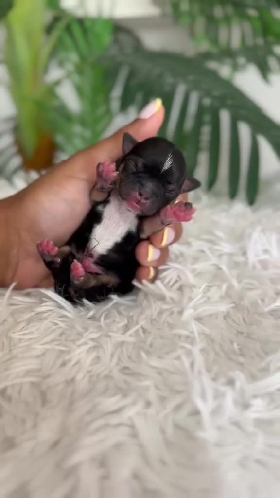 Chihuahua perros en venta: CHIHUAHUA - Video 1
