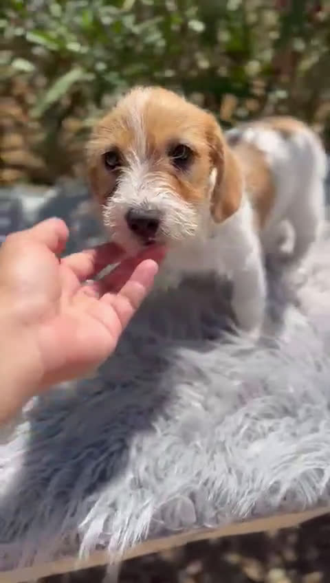 Jack Russell Terrier perros en venta: Jack Russell broken - Video 1