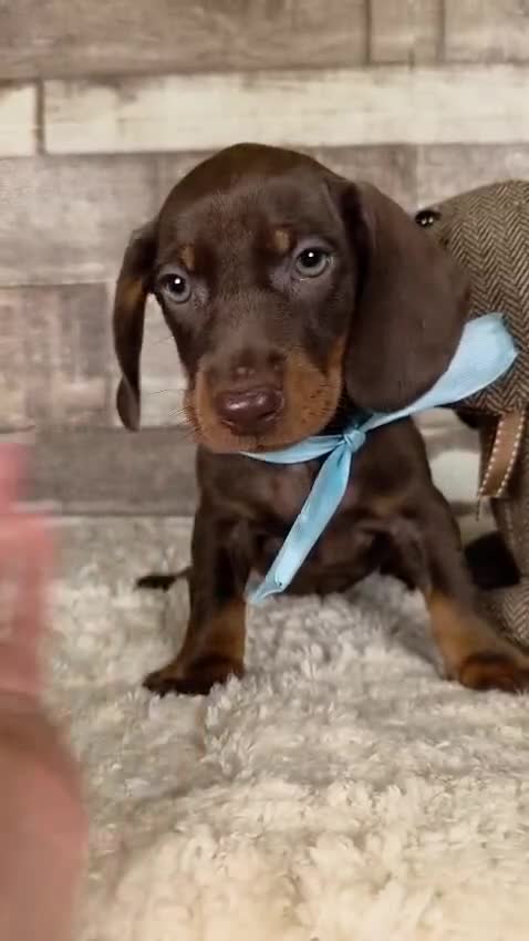 Teckel perros en venta: TECKEL MINIATURA Y KANINCHEN  - Video 1