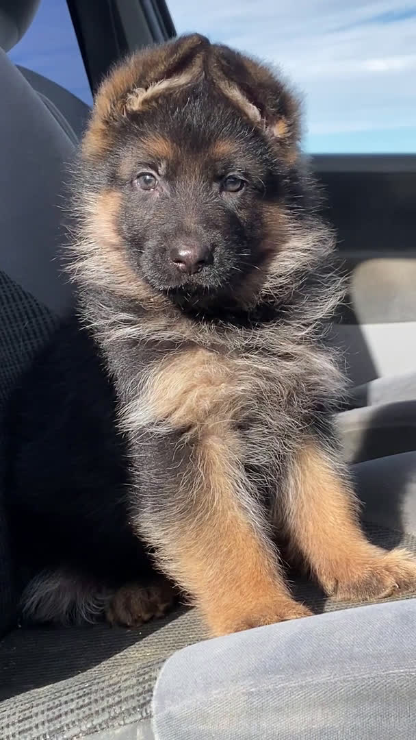 Pastor Alemán perros en venta: Cachorros de pastor alemán  - Video 1