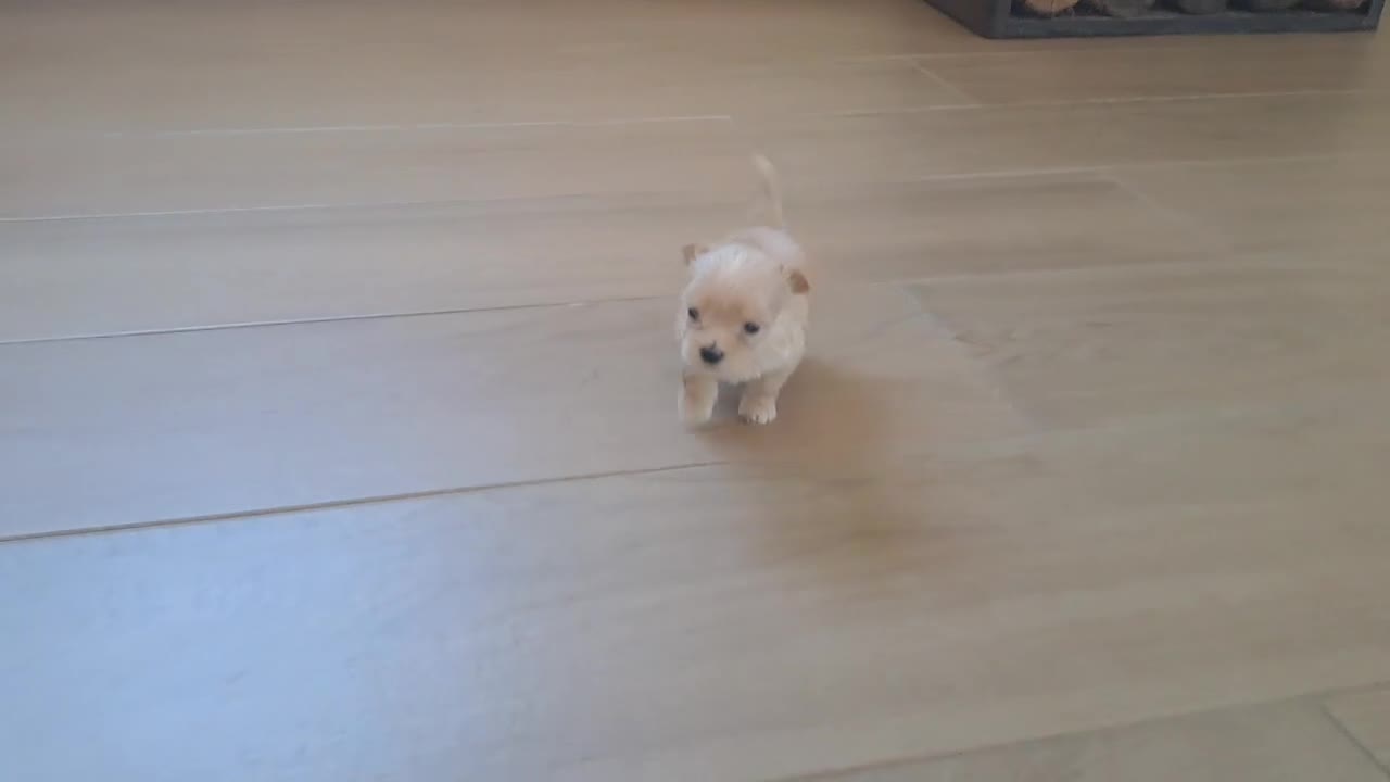 Maltipoo perros en venta: Maltipoo Toy - Video 2