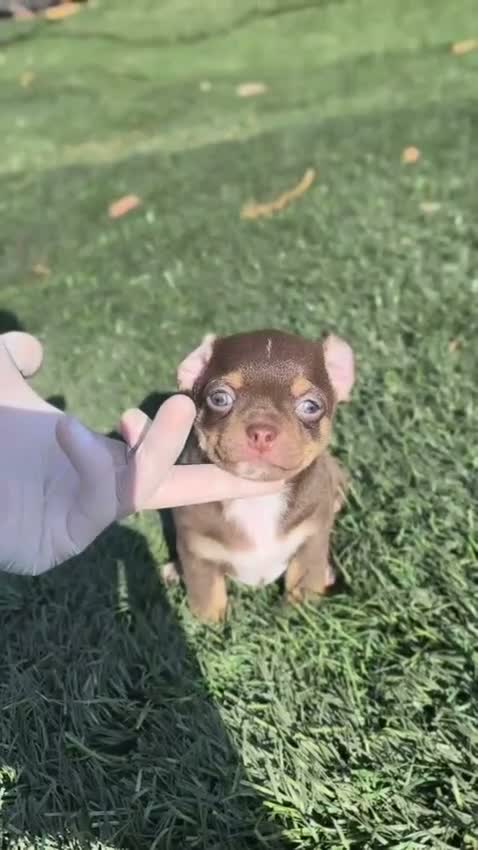 Chihuahua perros en venta: 🐶 CHIHUAHUA TRICOLOR CHOCOLATE  🤎 en Barcelona - Video 1