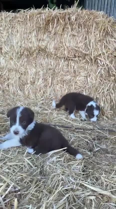 Border Collie perros en venta: Border collie  - Video 1