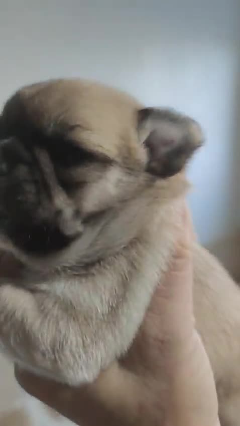 Chihuahua perros en venta: Hembra de chihuahua disponible  - Video 1
