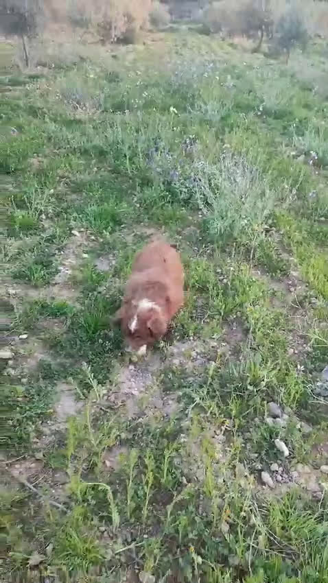 Pastor Miniatura Americano perros en venta: CACHORROS PASTOR AMERICANO MINIATURA  - Video 1