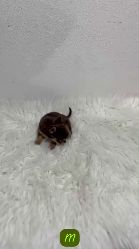 Chihuahua perros en venta: CHIHUAHUA MINI TOY PELO CORTO - Video 1