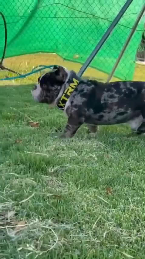 American Bully perros en venta: American Bully Red sable 8 meses  - Video 1