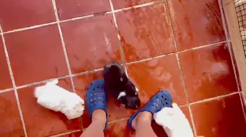 Chihuahua perros en venta: Chihuahuas de pelo largo - Video 2