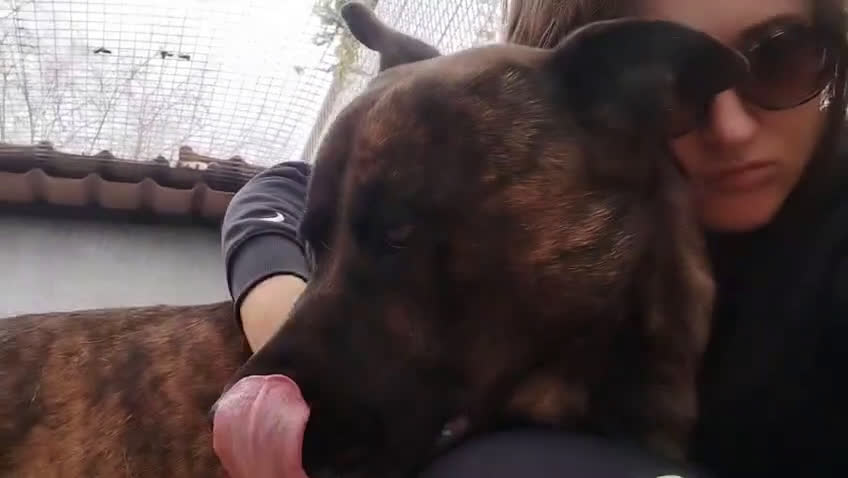 Raza Mixta perros en adopcion: ODÍN ❤️ en Adopción  - Video 1