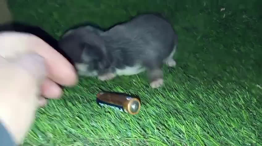 Chihuahua perros en venta: Chihuhua blue - Video 1