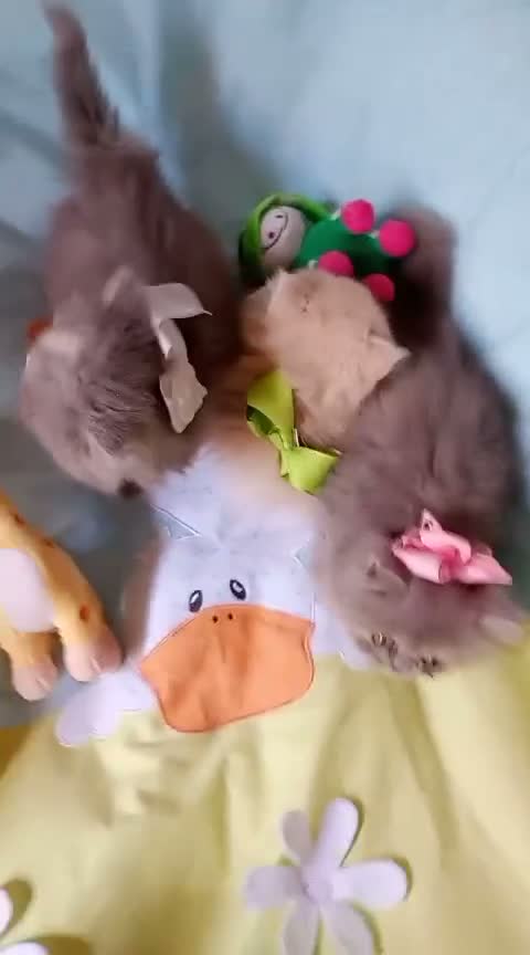 Persa gatos en venta: Disponible gatitos persa himalayo  - Video 3