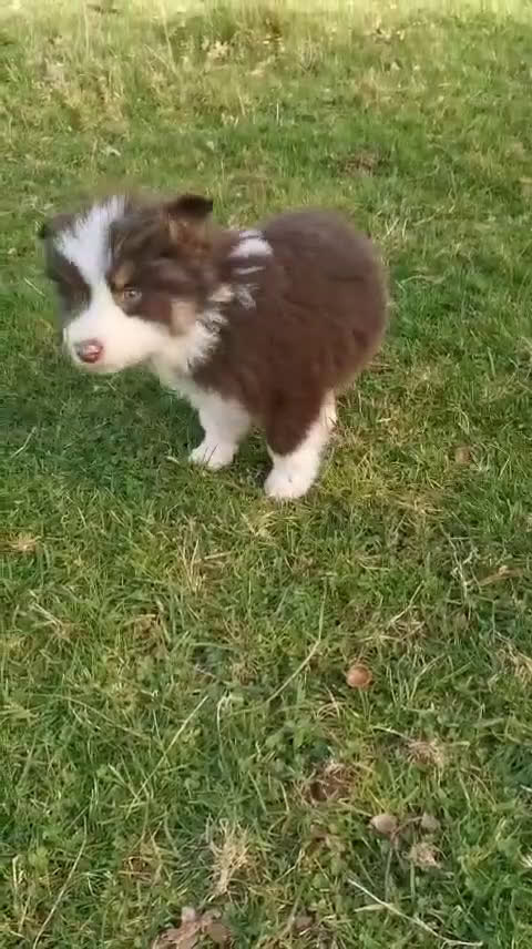 Border Collie perros en venta: Cachorros border collie - Video 1