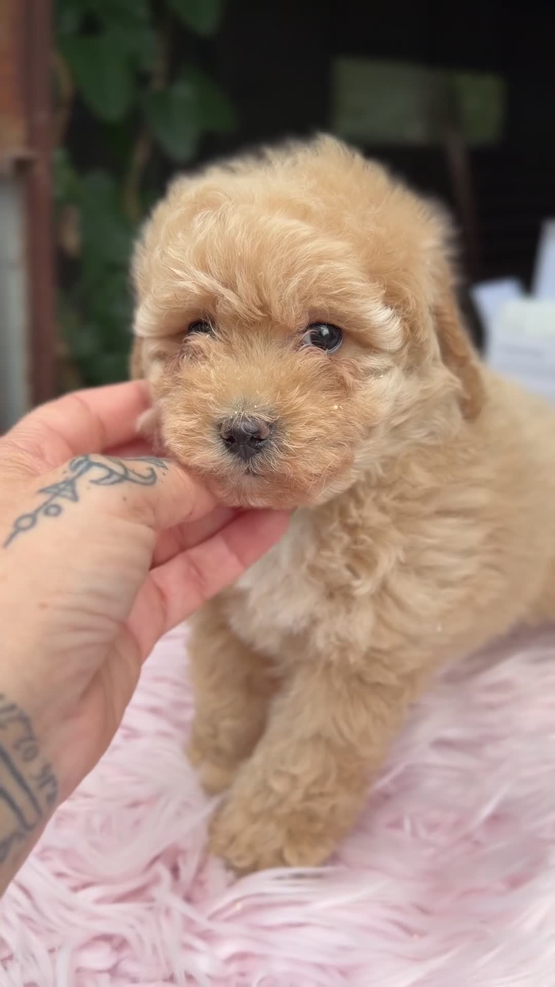 Caniche Toy perros en venta: Caniche Toy Apricot  - Video 4