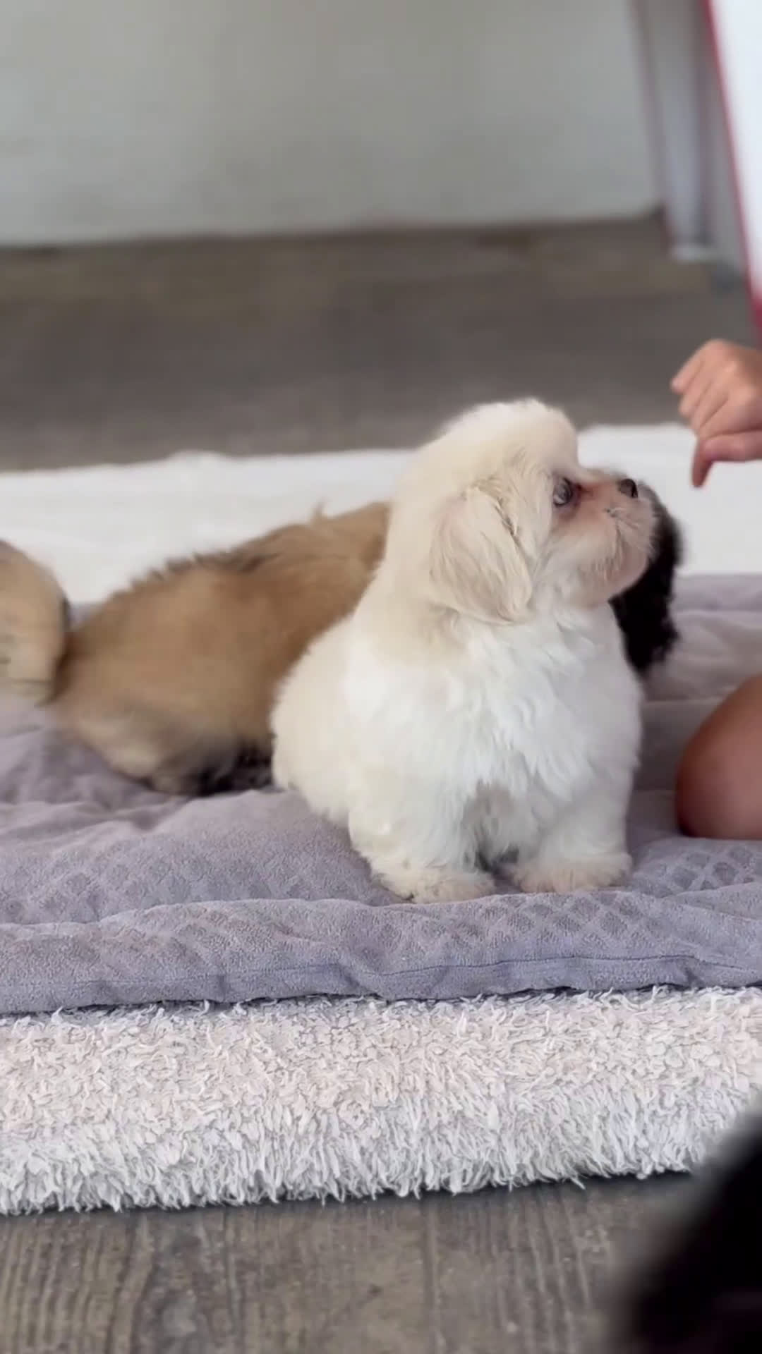 Maltipoo perros en venta: ❄️ Snow y 🎭 Carnival – Maltipoo especiales 🐶 - Video 1