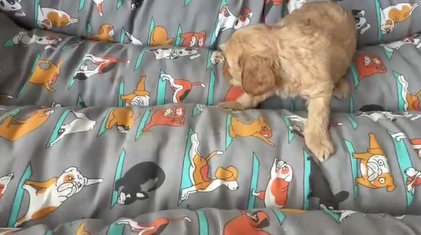 Cavapoo perros en venta: Camada de cavapoo nacionales. - Video 5