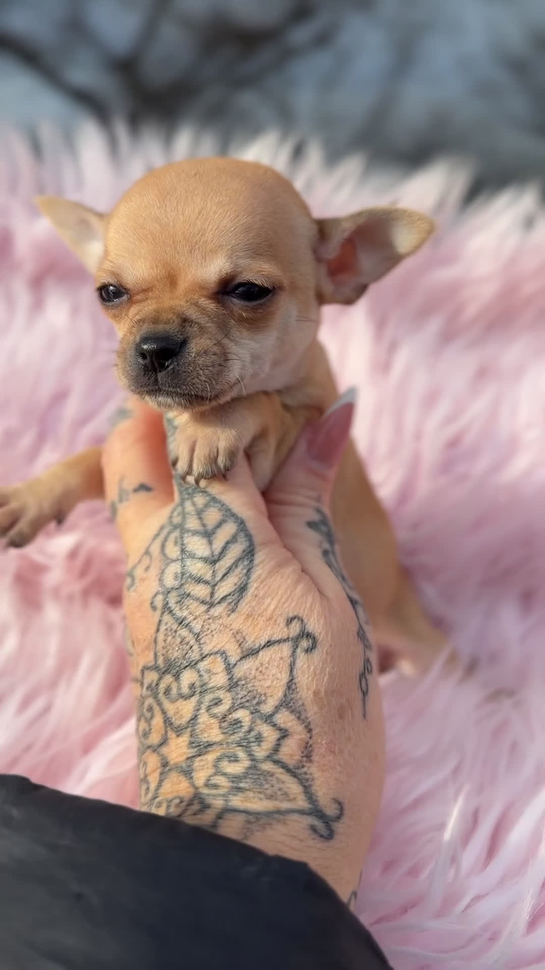 Chihuahua perros en venta: Chihuahua crema Minitoy  - Video 1