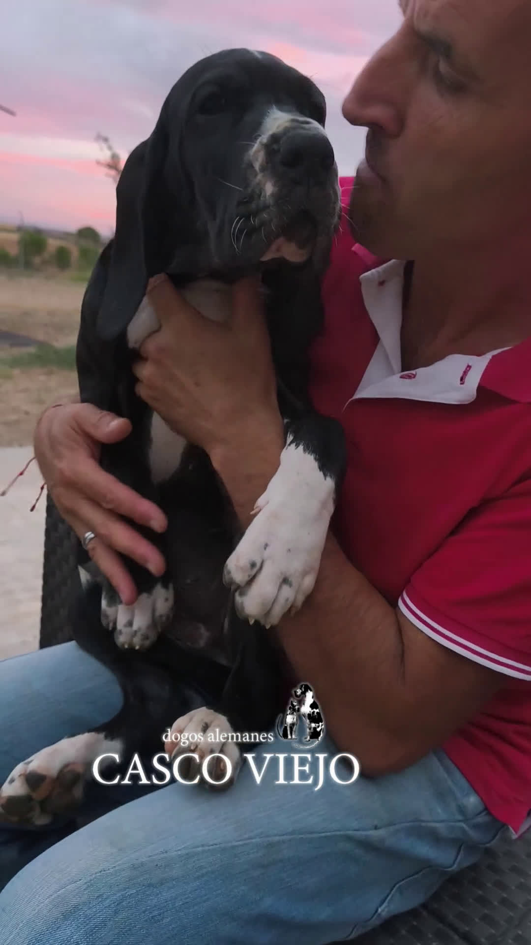 Dogo Alemán perros en venta: Cachorros de Dogo Alemán - Video 3