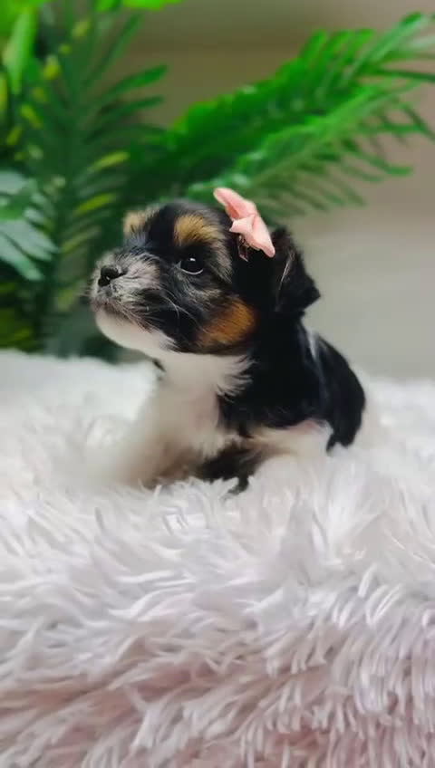 Yorkshire Terrier perros en venta: YORKSHIRE BIEWER HEMBRA - Video 1