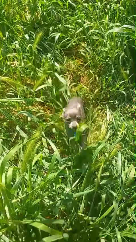 Chihuahua perros en venta: Chihuahua de 4 meses toy azul tang - Video 1