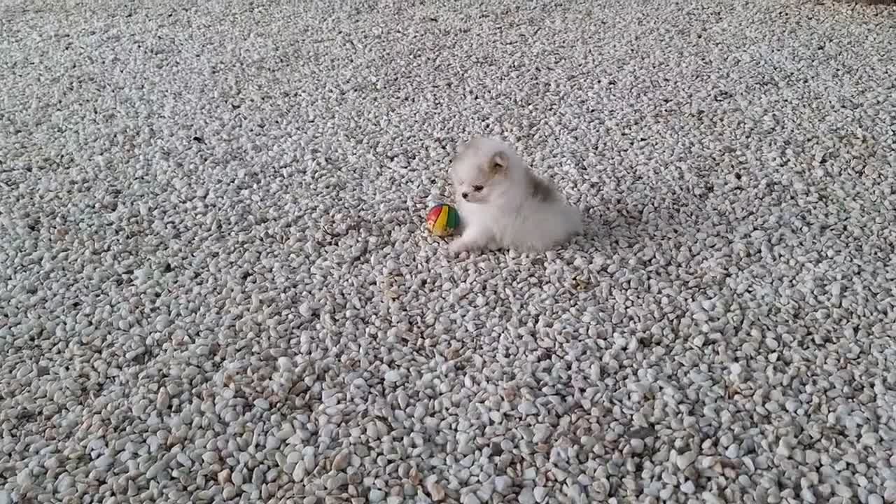 Pomerania perros en venta: Lulu de Pomerania Mini Parti color - Video 1