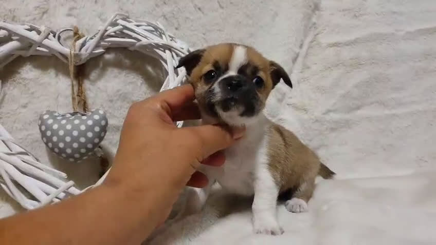 Chihuahua perros en venta: Perro Chihuahua  - Video 5