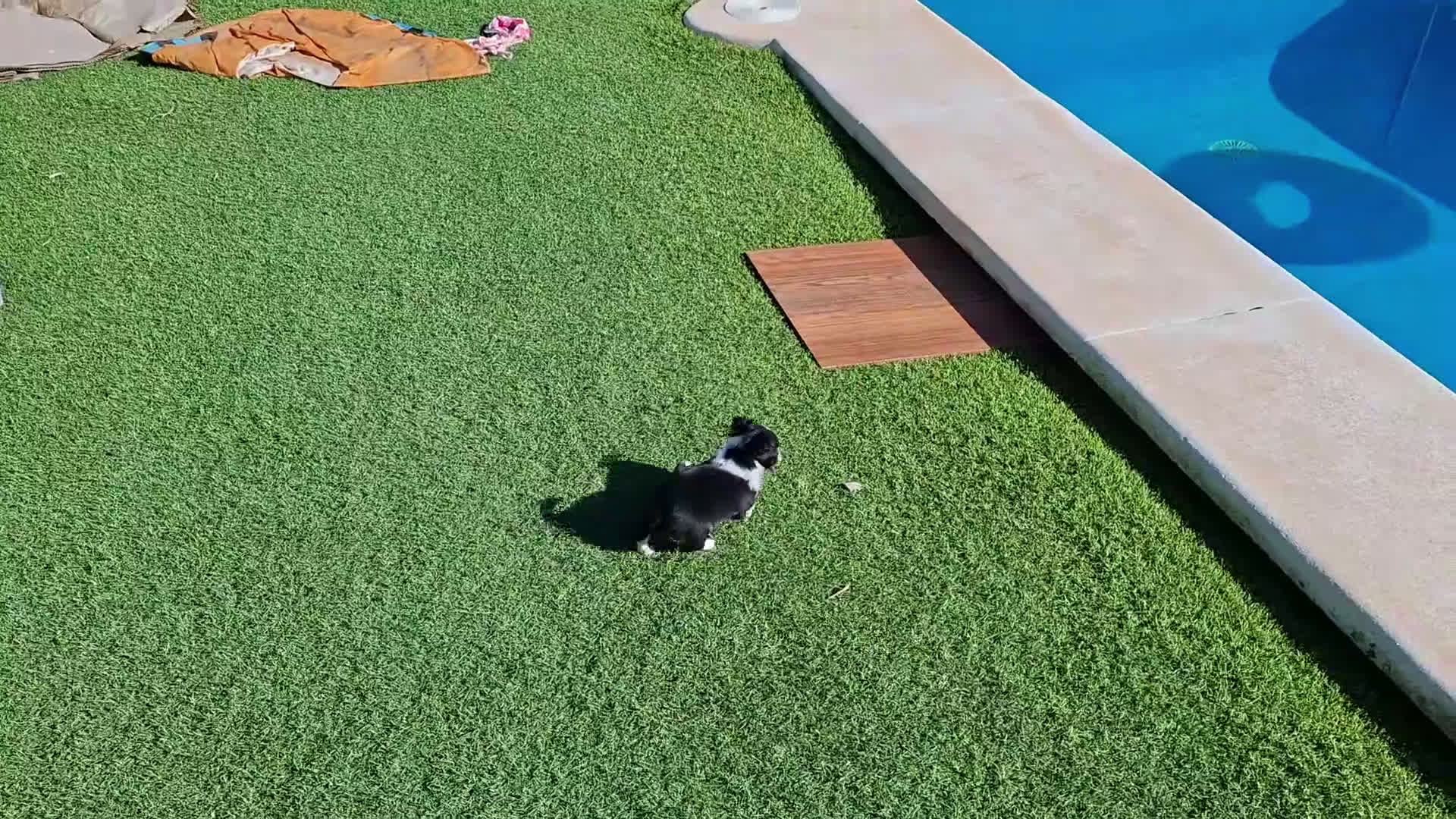 Chihuahua perros en venta: Chihuahua de pelo largo de capricho - Video 1