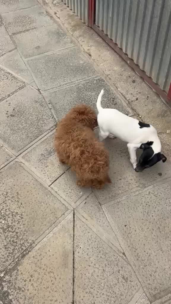 Caniche Toy perros en venta: CANICHE TOY MACHO  - Video 2