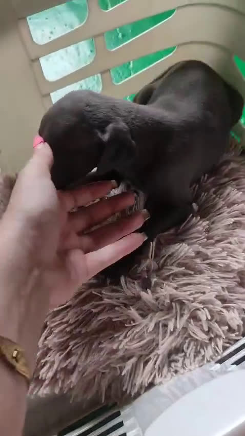 Pequeño Lebrel Italiano perros en venta: Lebrel picolo italiano  - Video 3