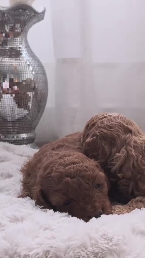 Caniche Toy perros en venta: Excelentes cachorros de caniches  en Zaragoza - Video 2