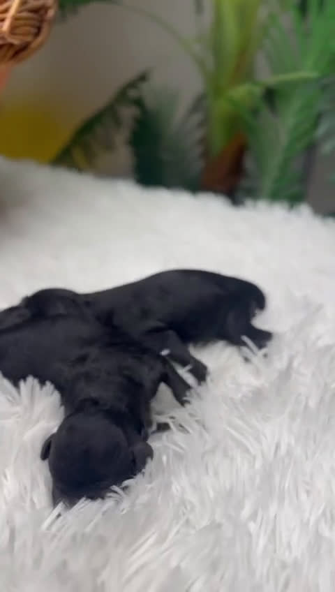 Caniche Toy perros en venta: CANICHE TOY - Video 1