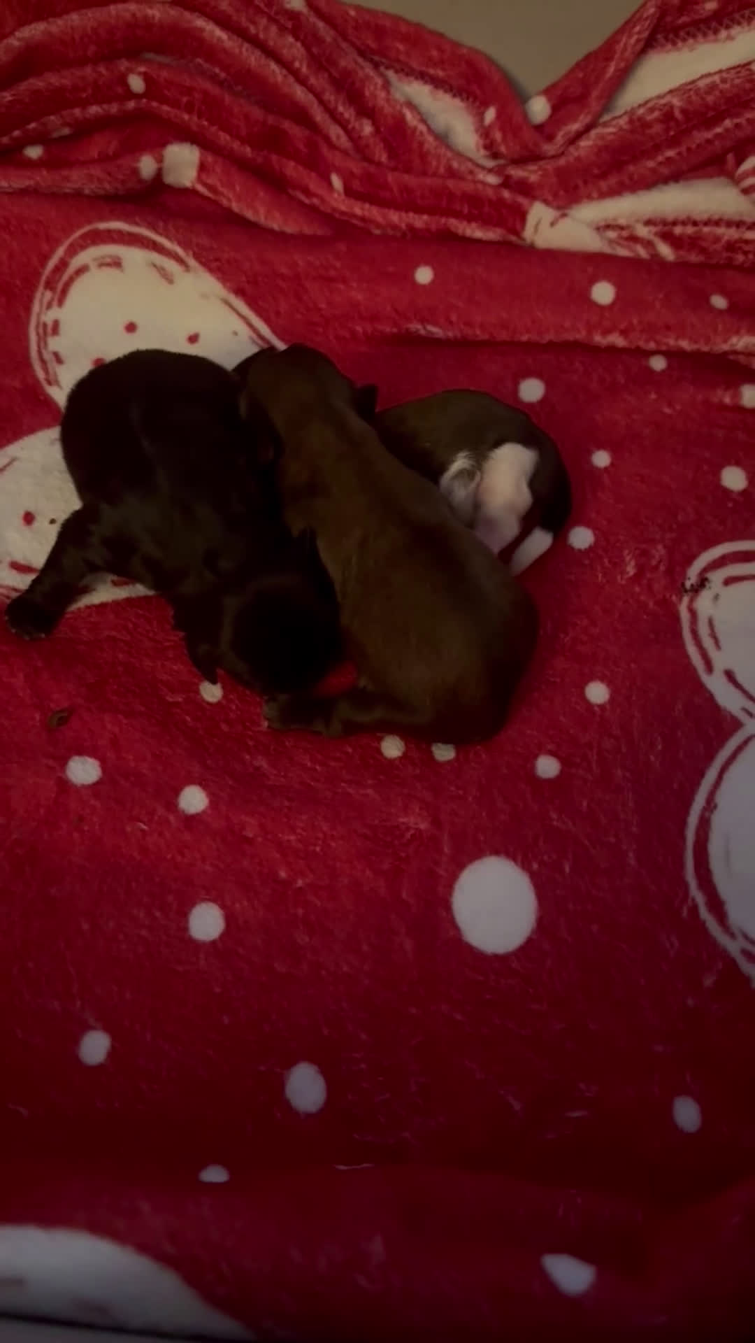 Shih Tzu perros en venta: Macho shihtzu máscara negra cuerpo dorado - Video 2