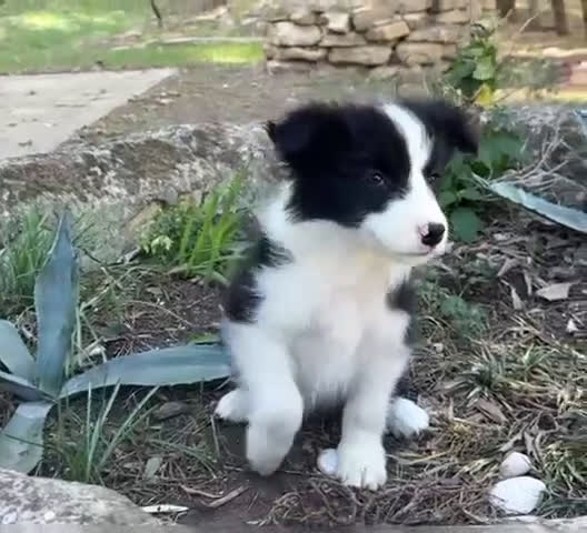 Border Collie perros en venta: 🐾 CACHORROS BORDER COLLIE DE ALTA CALIDAD 🐾 - Video 1