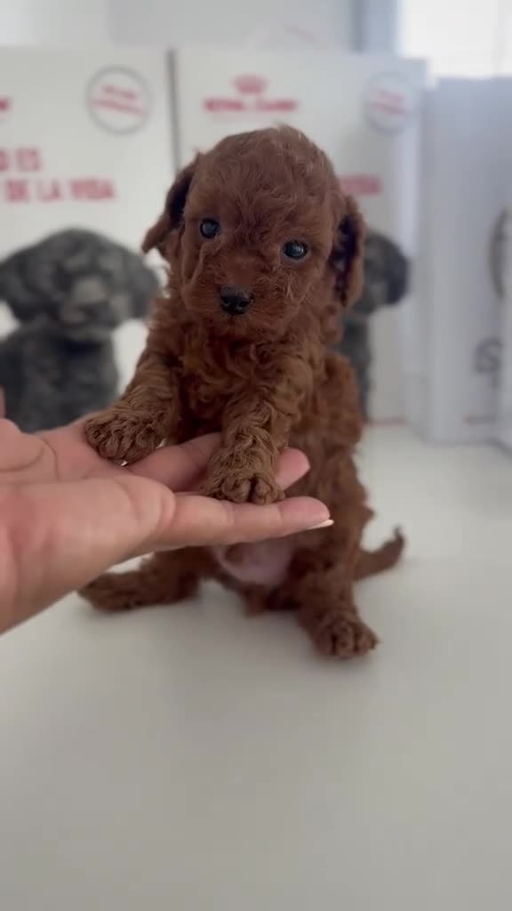 Caniche Toy perros en venta: CANICHE-LISTO PARA ENTREGAR - Video 1
