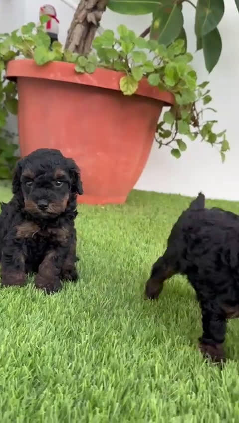 Caniche Toy perros en venta: CANICHE TOY HEMBRA - Video 1