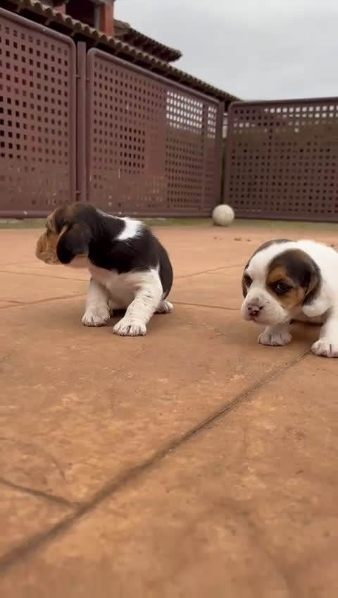 Beagle perros en venta: Beagle  - Video 1