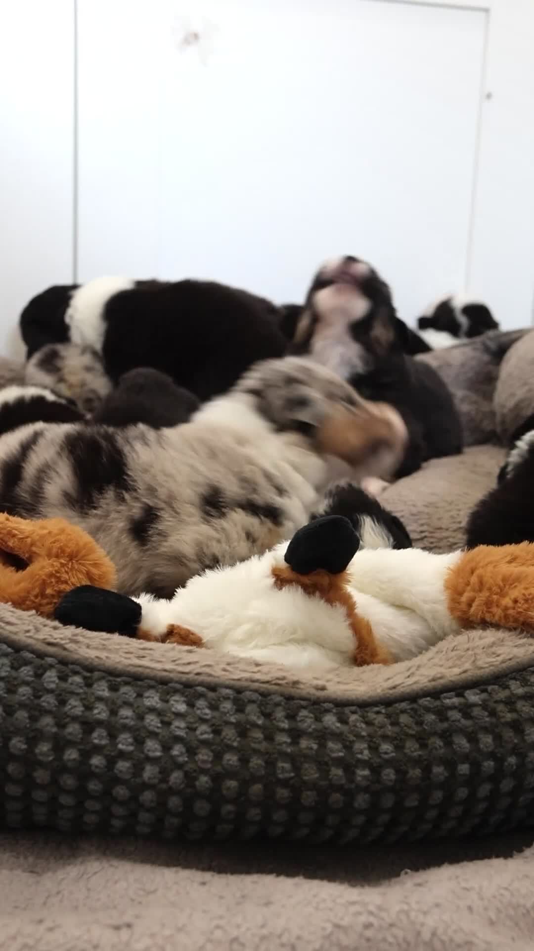 Pastor Australiano perros en venta: Aussie con garantias, pedigree, de cria familiar - Video 2