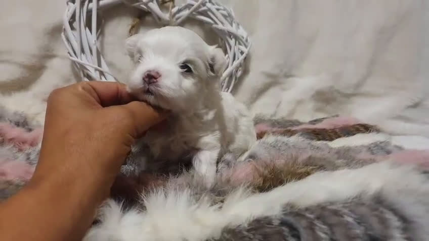 Bichón Maltés perros en venta: Bichones Malteses   - Video 4