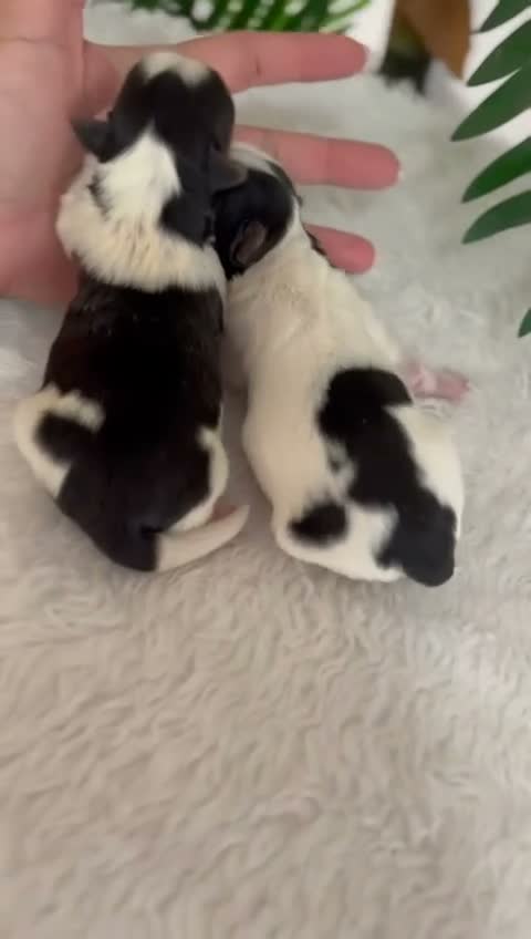 Yorkshire Terrier perros en venta: YORKSHIRE BIEWER MACHO DISPONIBLES - Video 1