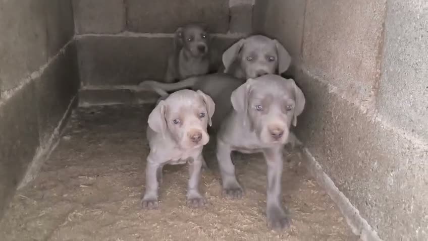Weimaraner perros en venta: Cachorros de Braco de Weimar  - Video 1